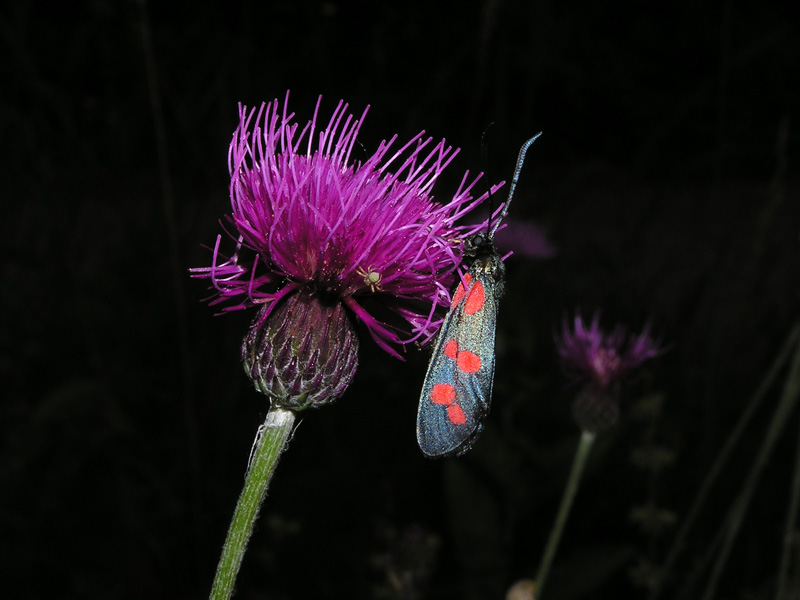 Zygaenidae